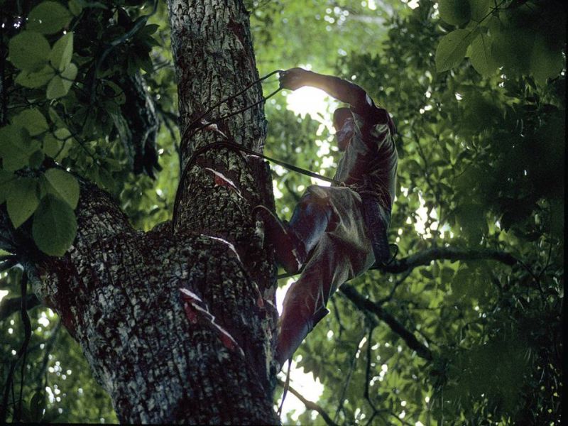 Un Chiclero che raccoglie direttamente la linfa dell'albero della gomma. Un Chiclero che raccoglie direttamente la linfa dell'albero della gomma.